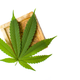 Illustration for article titled High on Beauty: Cannabinoids 101